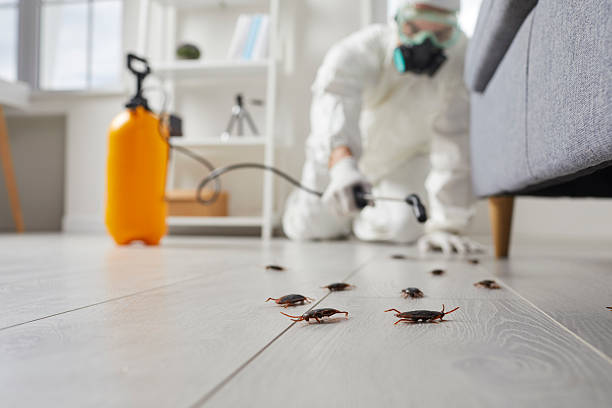 Post-Treatment Bed Bug Interceptor Monitoring in Hilliard